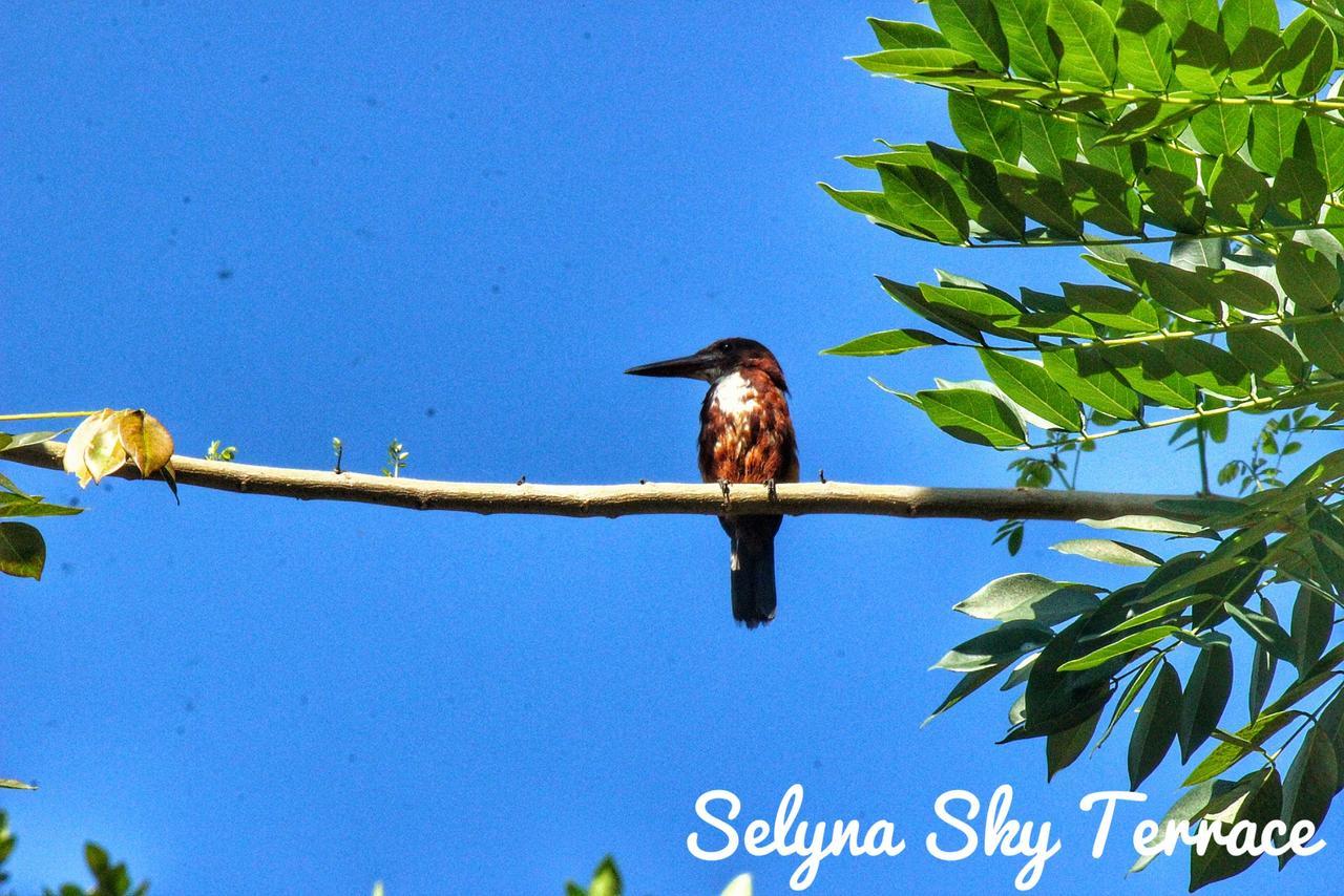 Selyna Sky Terrace Panzió Kandy Kültér fotó